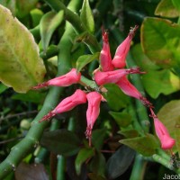 Euphorbia tithymaloides subsp. tithymaloides